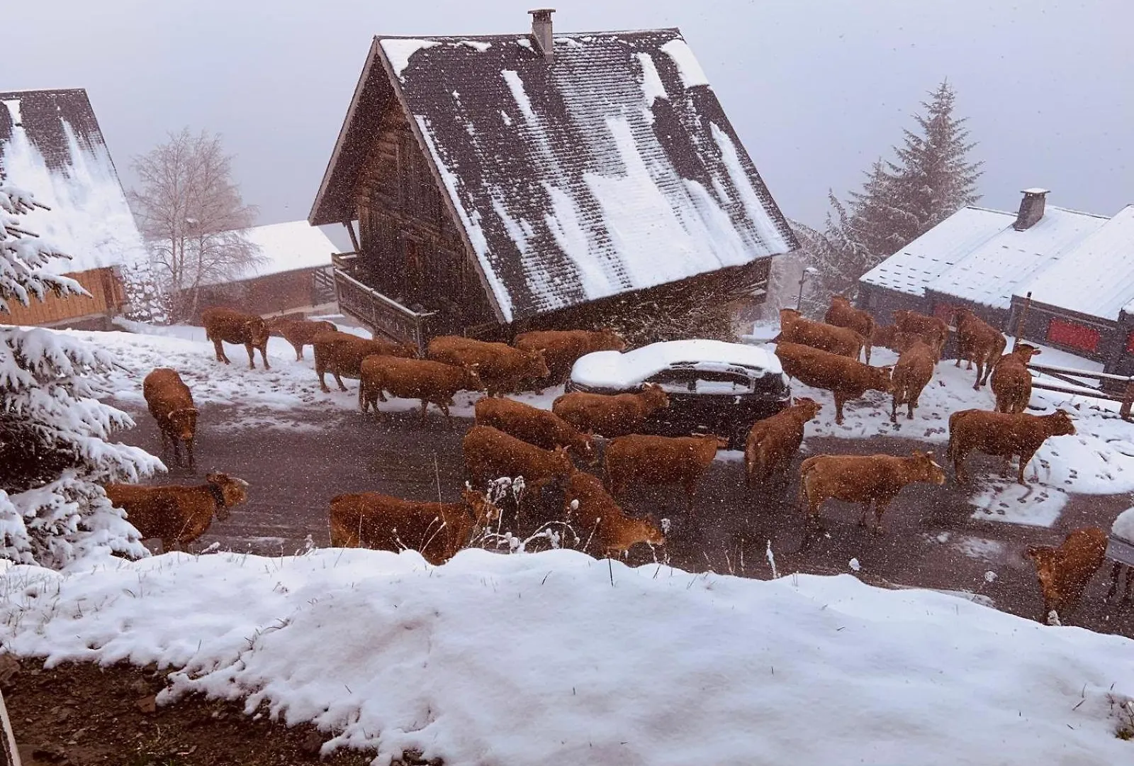 Apt Dans Chalet St Lary 100Mdespistes Classe 4 Etoiles Saint-Lary-Soulan Apartment